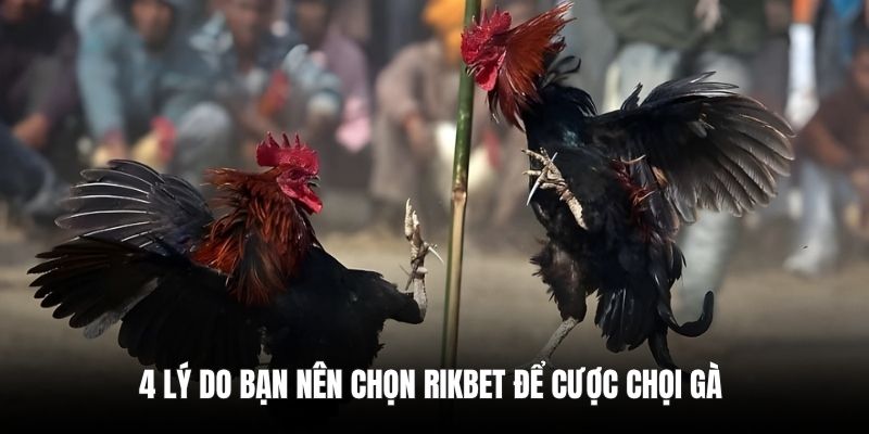 4 lý do bạn nên chọn RIKBET để cược chọi gà