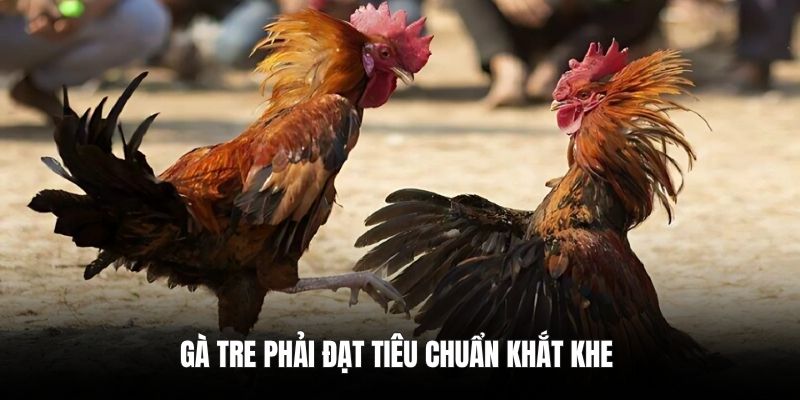 Gà tre phải đạt tiêu chuẩn khắt khe