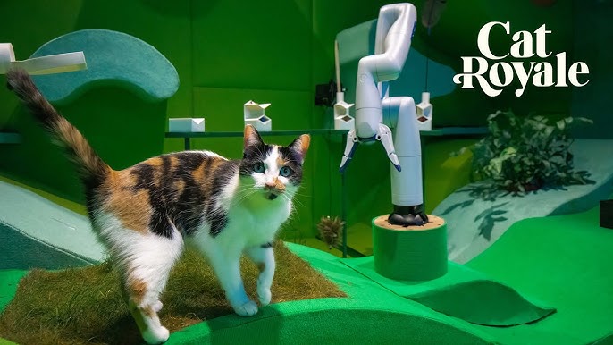 Cat Room Blast - Ưu tiên mục tiêu chính trước khi săn combo đẹp Cat Room Blast - Ưu tiên mục tiêu chính trước khi săn combo đẹp