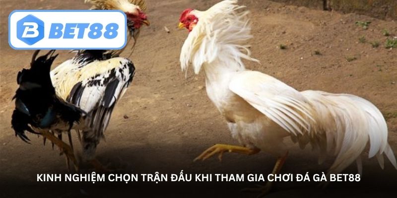 Kinh nghiệm chọn trận đấu khi tham gia chơi Đá gà Bet88