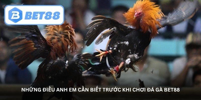 Đá gà Bet88 - Hòa mình vào những trận gà so tài đỉnh cao