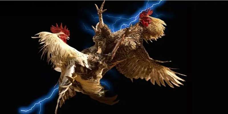 Các giống gà "sát thủ" thường xuất hiện trong đá gà cựa dao SV388