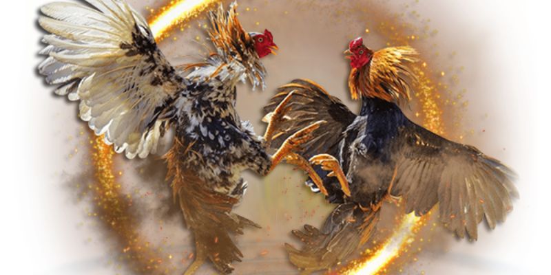 Bí quyết soi kèo đá gà cựa dao SV388 từ các chuyên gia