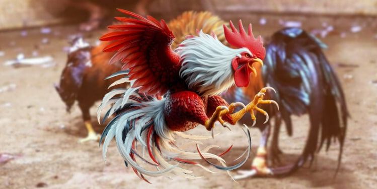 Đá gà Lode88 mang đến trải nghiệm giải trí trực tuyến đỉnh cao