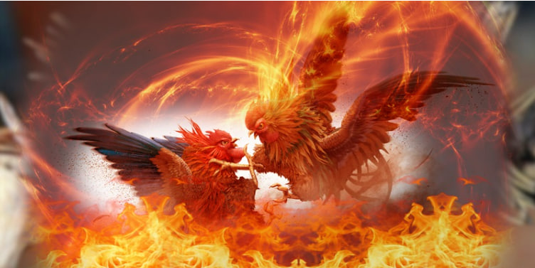 Những điểm nổi bật giúp Đá gà Lode88 được yêu thích