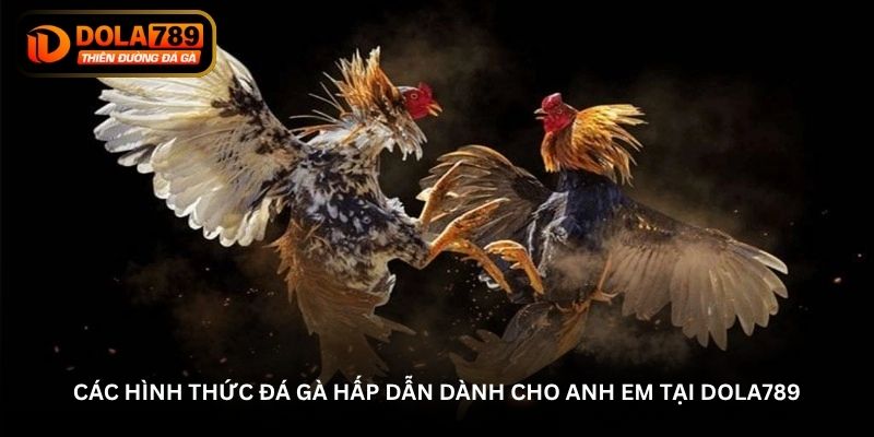 Những lưu ý khi tham gia vào sân chơi đá gà Dola789