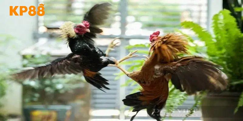 Không khí cực nóng tại sân chơi trực tuyến