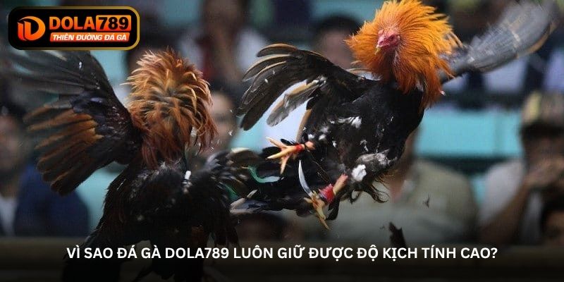 Đá gà Dola789 – Sân chơi đối kháng trực tuyến đầy cuốn hút