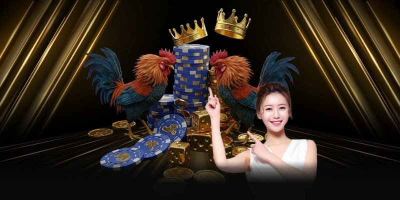 Bí quyết đặt cược đá gà 23WIN luôn thắng lớn