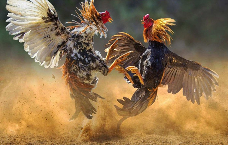 Đá gà O8 tạo trải nghiệm trực quan với hình ảnh và lịch trận rõ ràng